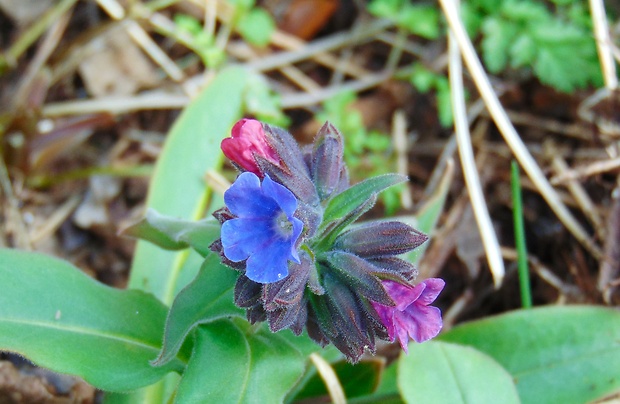 pľúcnik Pulmonaria sp.