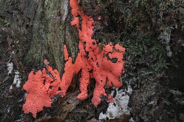 vlasnačka Trichia sp.