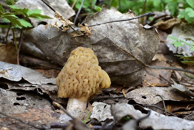 smrčkovec český Verpa bohemica (Krombh.) J. Schröt.