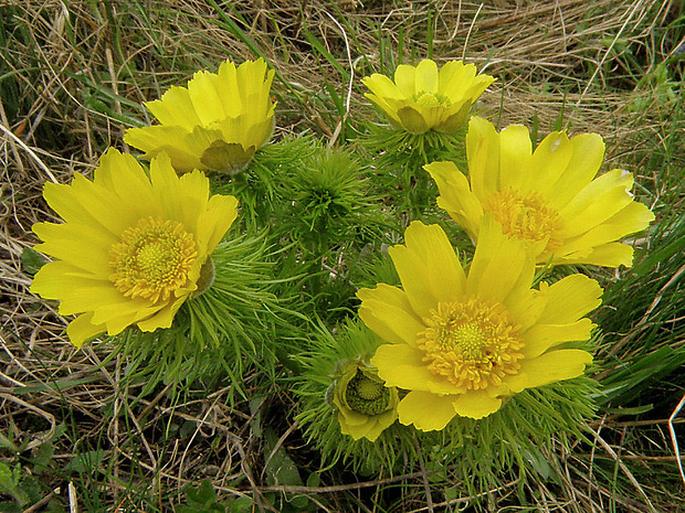 hlaváčik jarný Adonis vernalis L.