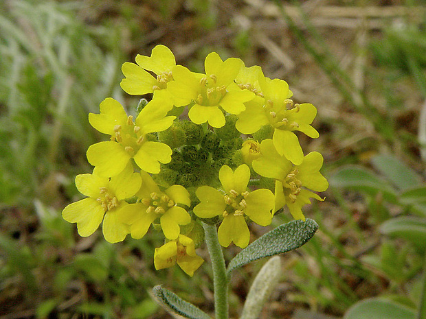 tarica kopcová pravá Alyssum montanum subsp. montanum L.