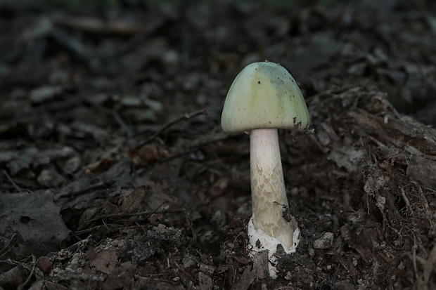 muchotrávka zelená Amanita phalloides (Vaill. ex Fr.) Link