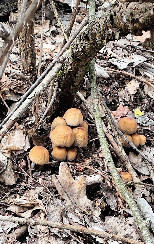 hnojník ligotavý Coprinellus micaceus (Bull.) Vilgalys, Hopple & Jacq. Johnson