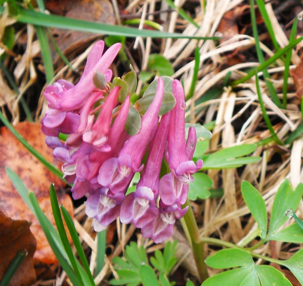 chochlačka plná Corydalis solida (L.) Clairv.