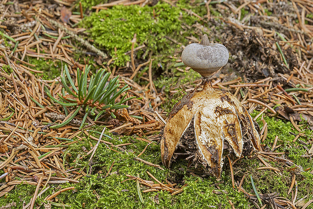 hviezdovka dlhokrčková Geastrum pectinatum Pers.