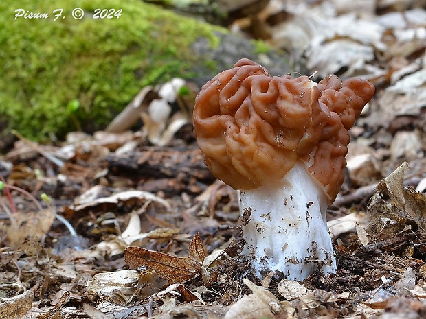 ušiak obrovský Gyromitra gigas (Krombh.) Cooke