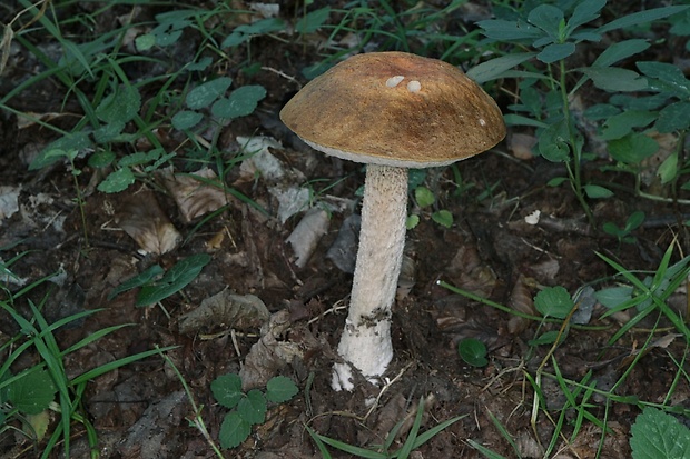 kozák osikový hnedý Leccinum rufum var. decipiens (Singer) Klofac