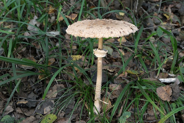 bedľa vysoká Macrolepiota procera (Scop.) Singer