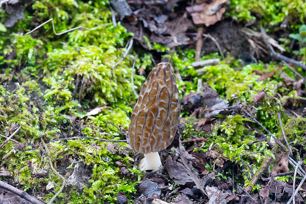 smrčok kužeľovitý Morchella conica Pers.