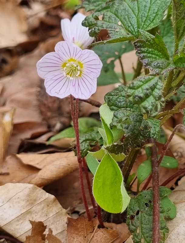 kyslička obyčajná Oxalis acetosella L.