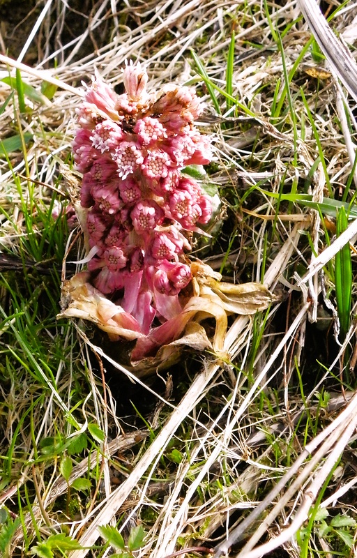 deväťsil lekársky Petasites hybridus (L.) P. Gaertn., B. Mey. et Scherb.