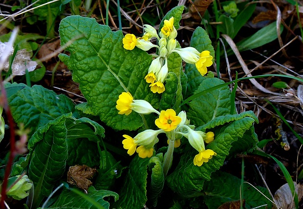 prvosienka jarná Primula veris L.