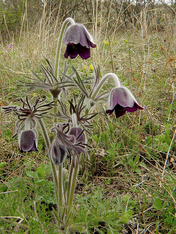 poniklec lúčny český Pulsatilla pratensis subsp. bohemica Skalický