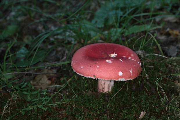 plávka Russula sp.