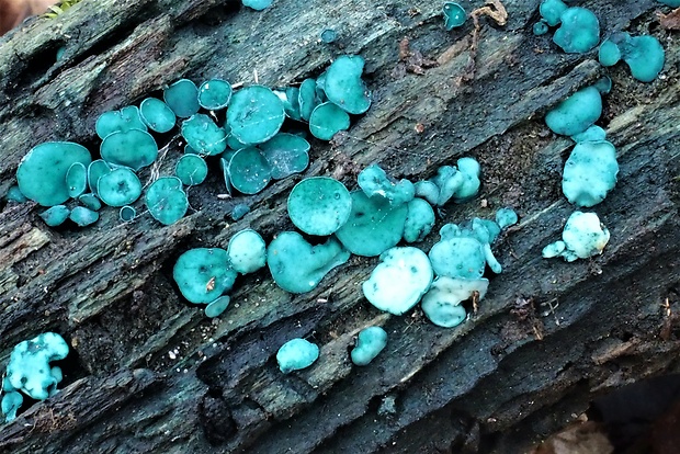 zelenica Chlorociboria sp.