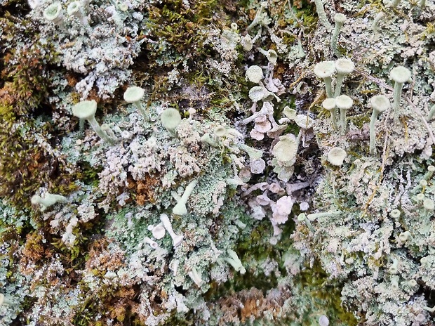 dutohlávka riasnatá Cladonia fimbriata (L.) Fr.