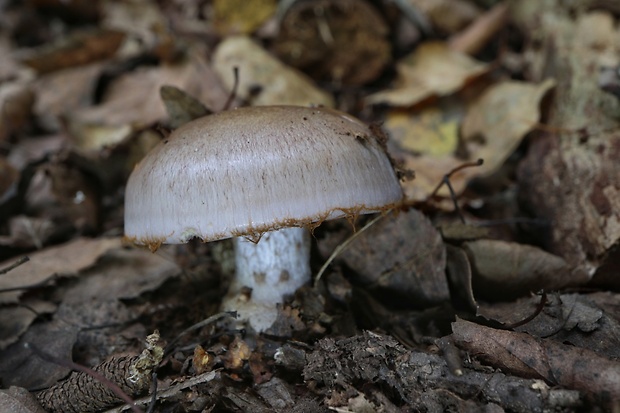 pavučinovec Cortinarius sp.