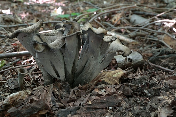 lievik trúbkovitý Craterellus cornucopioides (L.) Pers.