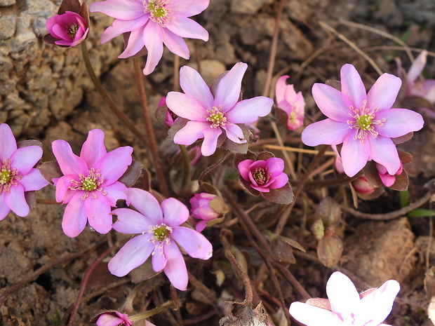 pečeňovník trojlaločný Hepatica nobilis Schreb.