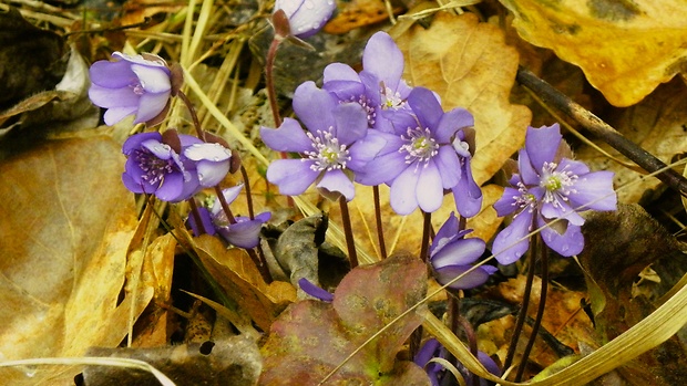 pečeňovník trojlaločný Hepatica nobilis Schreb.