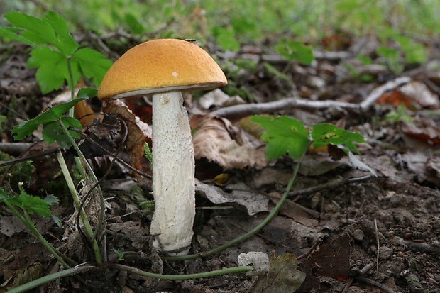 kozák osikový Leccinum albostipitatum den Bakker & Noordel.