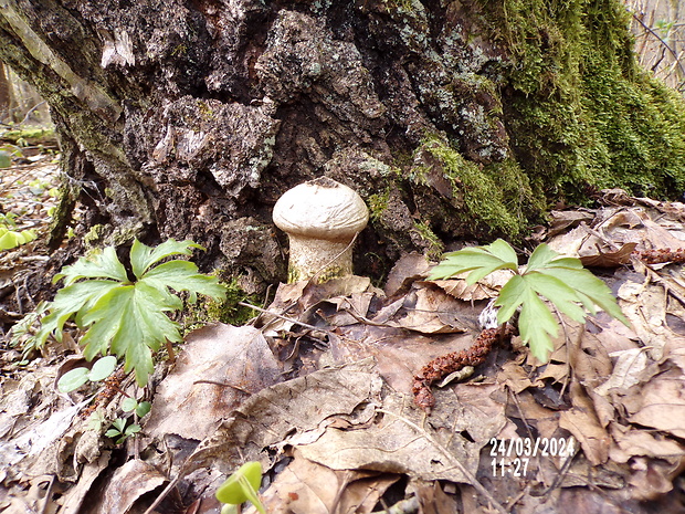 prášnica Lycoperdon sp.