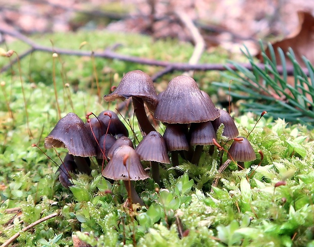 prilbička inovaťová Mycena leptocephala (Pers.) Gillet