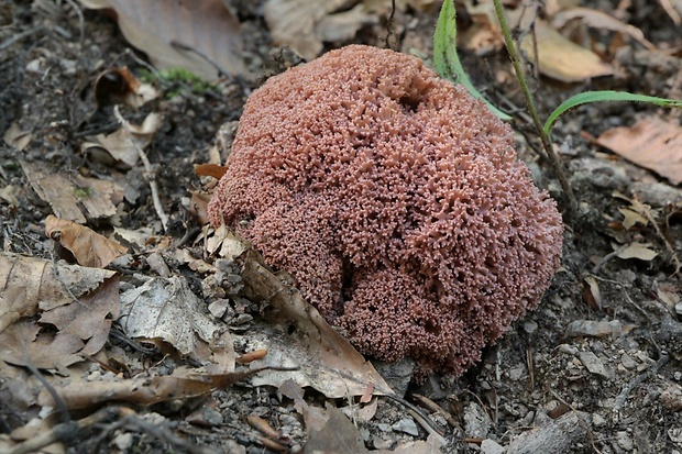 strapačka koralovitá Ramaria botrytis (Pers.) Ricken