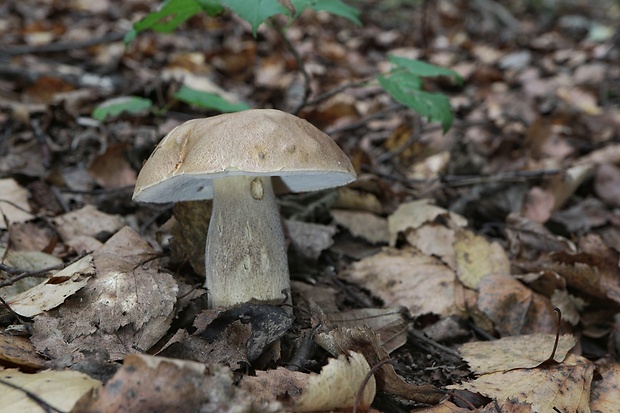 hríb dubový Boletus reticulatus Schaeff.