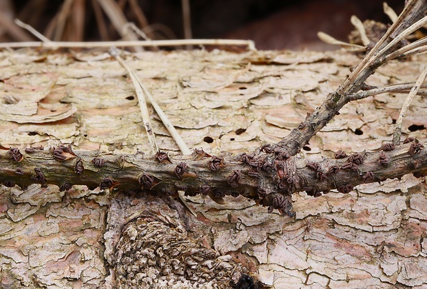 cenangium hrdzavé Cenangium ferruginosum Fuckel