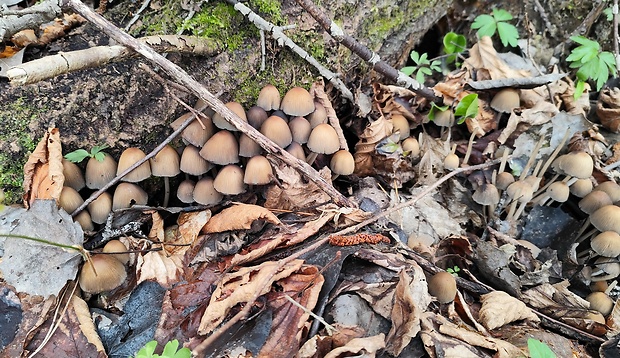 hnojník ligotavý Coprinellus micaceus (Bull.) Vilgalys, Hopple & Jacq. Johnson