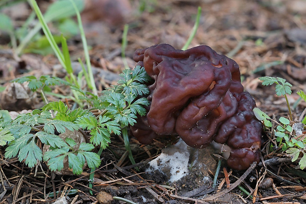 ušiak obyčajný Gyromitra esculenta (Pers.) Fr.