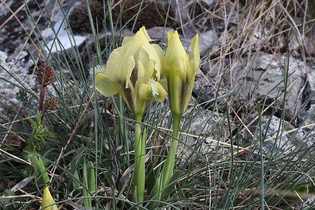 kosatec nízky Iris pumila L.