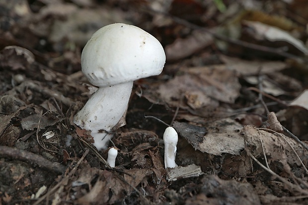 čírovka Tricholoma stiparophyllum (S. Lundell) P. Karst.