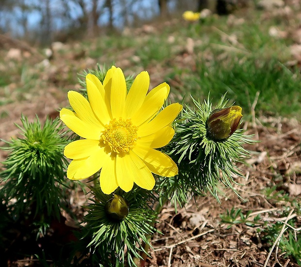 hlaváčik jarný Adonis vernalis L.