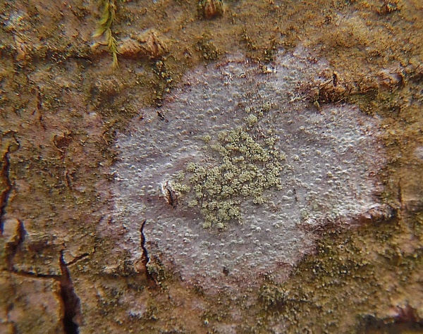 lekanora Lecanora jamesii J. R. Laundon