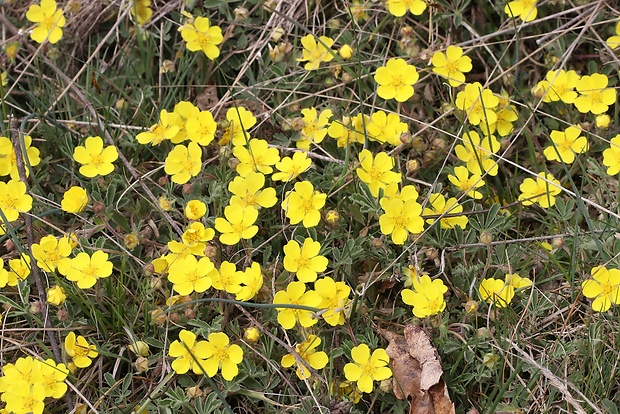 nátržník piesočný Potentilla arenaria Borkh.