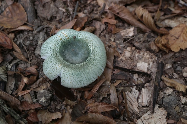 plávka zelenkastá Russula virescens (Schaeff.) Fr.