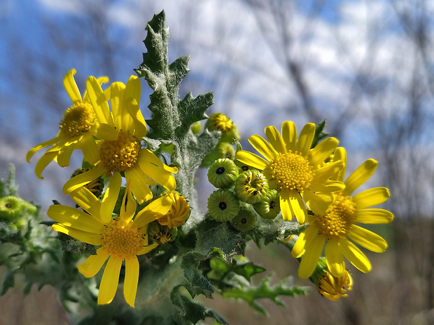 starček jarný Senecio vernalis Waldst. et Kit.