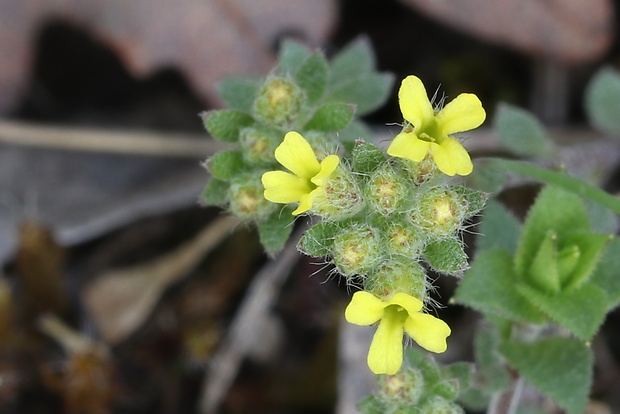 tarica stepná Alyssum desertorum Stapf