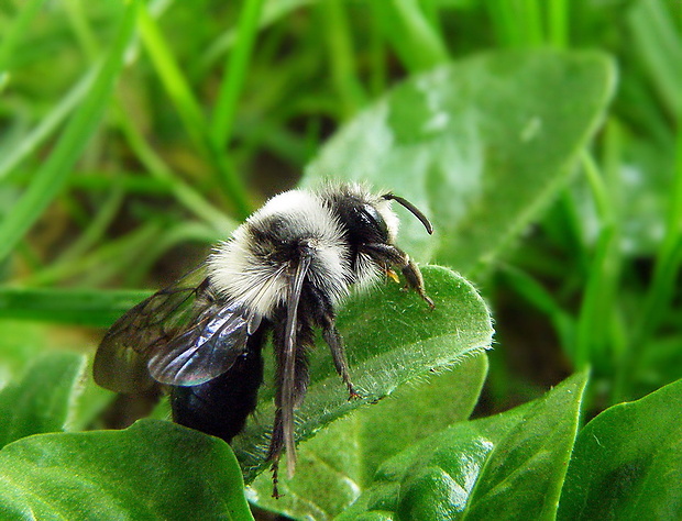 pieskarka ..samička Andrena cineraria  Linnaeus, 1758