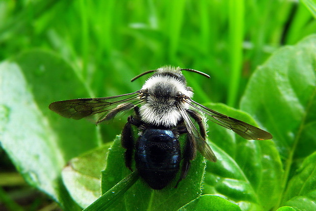 pieskarka...samička Andrena cineraria  Linnaeus, 1758