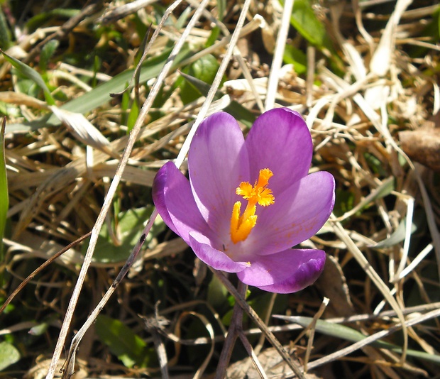 šafran spišský Crocus discolor G. Reuss