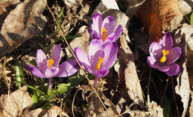 šafran spišský Crocus discolor G. Reuss