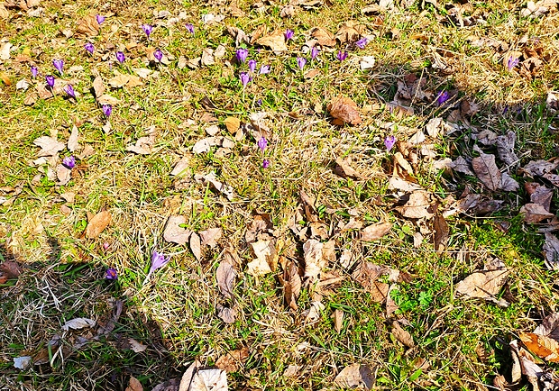 šafran spišský - biotop Crocus discolor G. Reuss