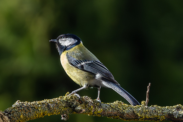 sykorka bielolica Parus major