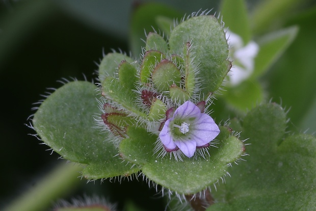 veronika laločnatá Veronica sublobata M. A. Fisch.