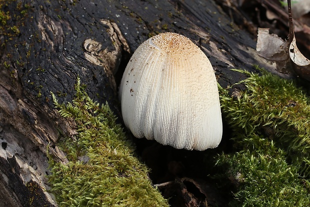 hnojník Coprinellus sp.