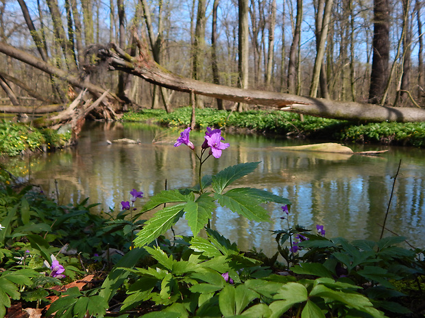 zubačka žliazkatá Dentaria glandulosa Waldst. et Kit. ex Willd.