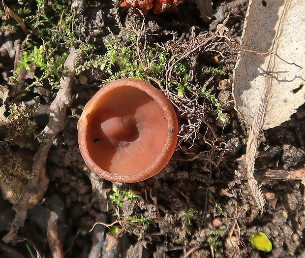 hľuznatka veternicová Dumontinia tuberosa (Bull.) L.M. Kohn